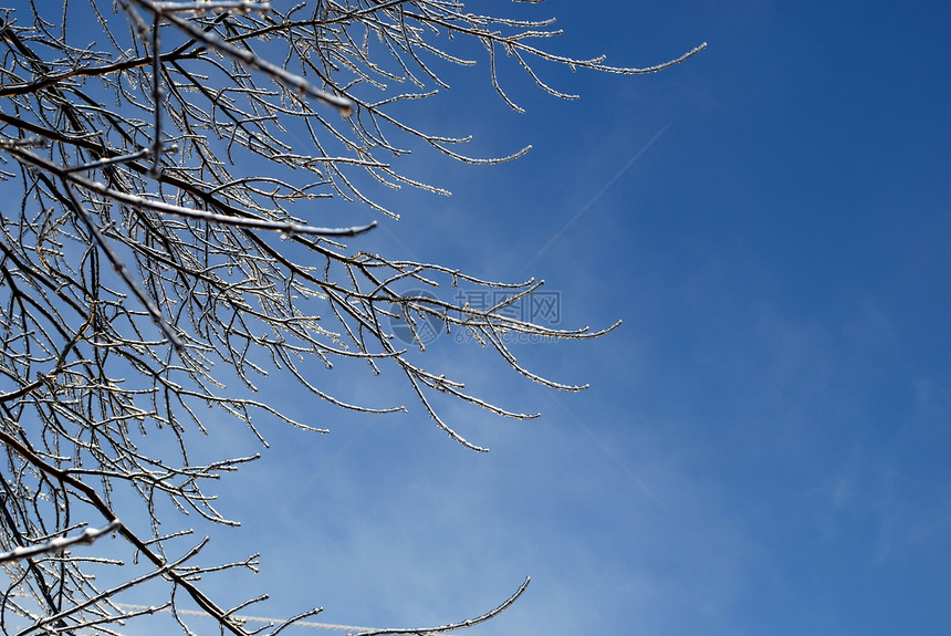 阳光照亮了树枝 在蓝色天空背景的冰雪中闪耀太阳植物群状况图片