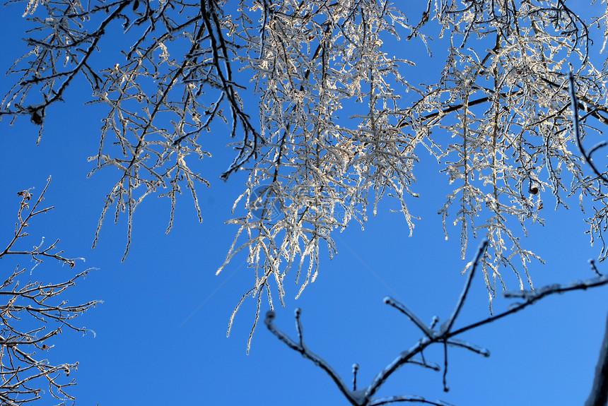 阳光照亮了树枝 在蓝色天空背景的冰雪中闪耀植物群太阳状况图片