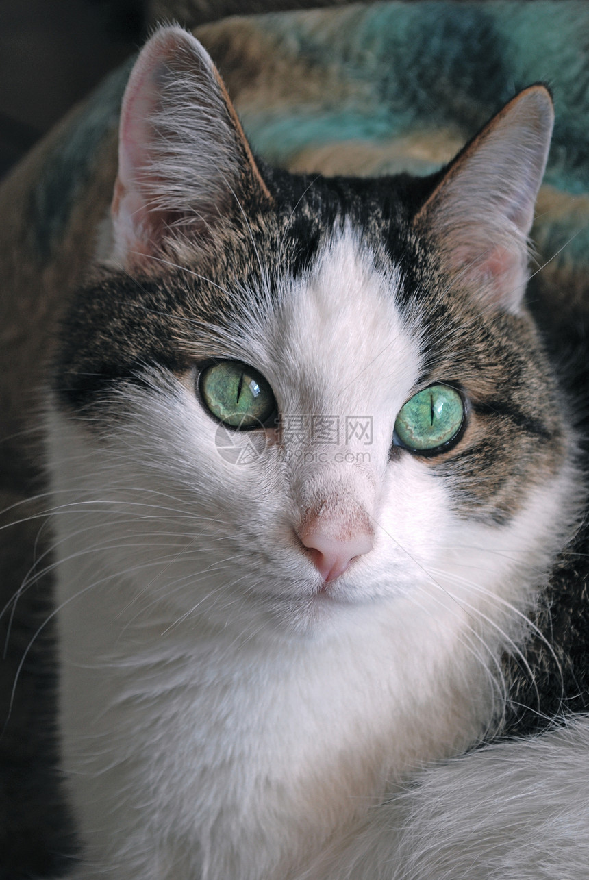 绿眼猫闭上眼睛说谎头发宏观友谊动物绿色生活白色灰色晶须图片