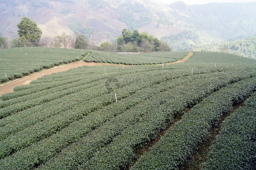 茶叶种植园茶树天空图片