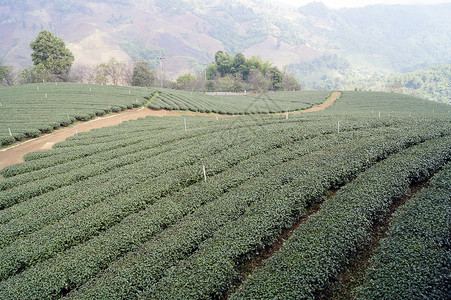 茶叶种植园茶树天空背景图片
