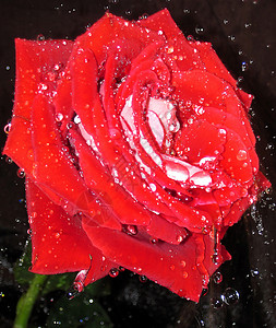 红玫瑰水滴宏观玫瑰红色背景图片