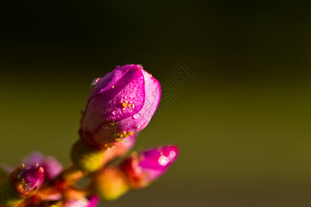 乳浆瘤麦地蓝菌花花图片