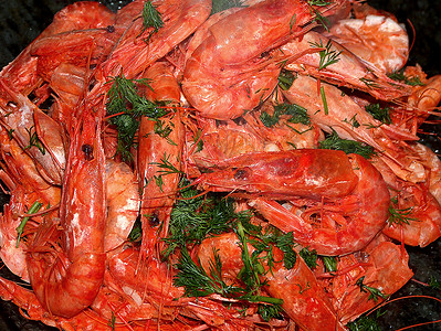 地中海红养虾高清图片