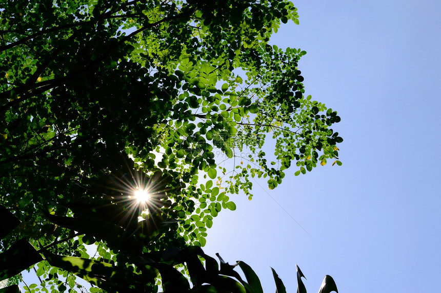 莫林加树叶上的阳光雷图片