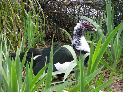 天然鸭子动物园背景图片