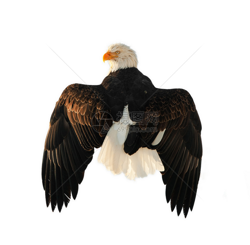 秃鹰天空国家羽毛动物白尾成人海藻濒危翅膀自由图片