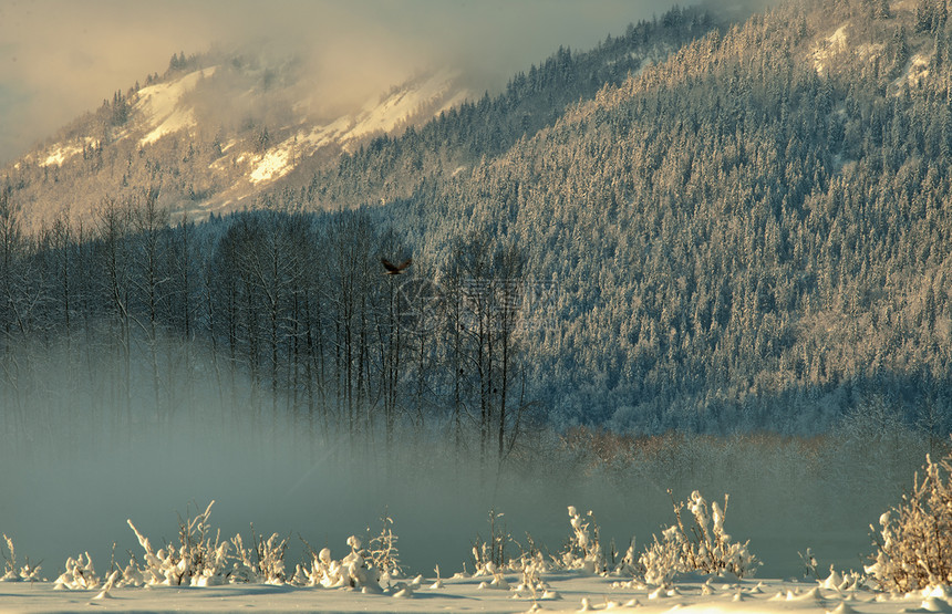 Chilkat山谷被雪覆盖阳光冻结公园旅行岩石气候天空野生动物巡航顶峰图片
