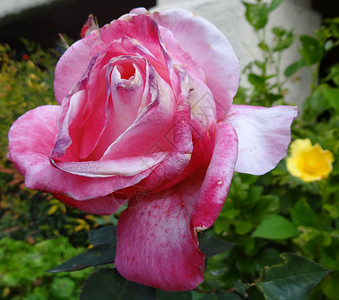 粉红玫瑰花瓣背景图片
