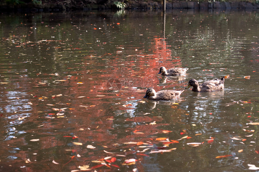 三只鸭子树叶动物群水平池塘黄色棕色红色海浪游泳反射图片