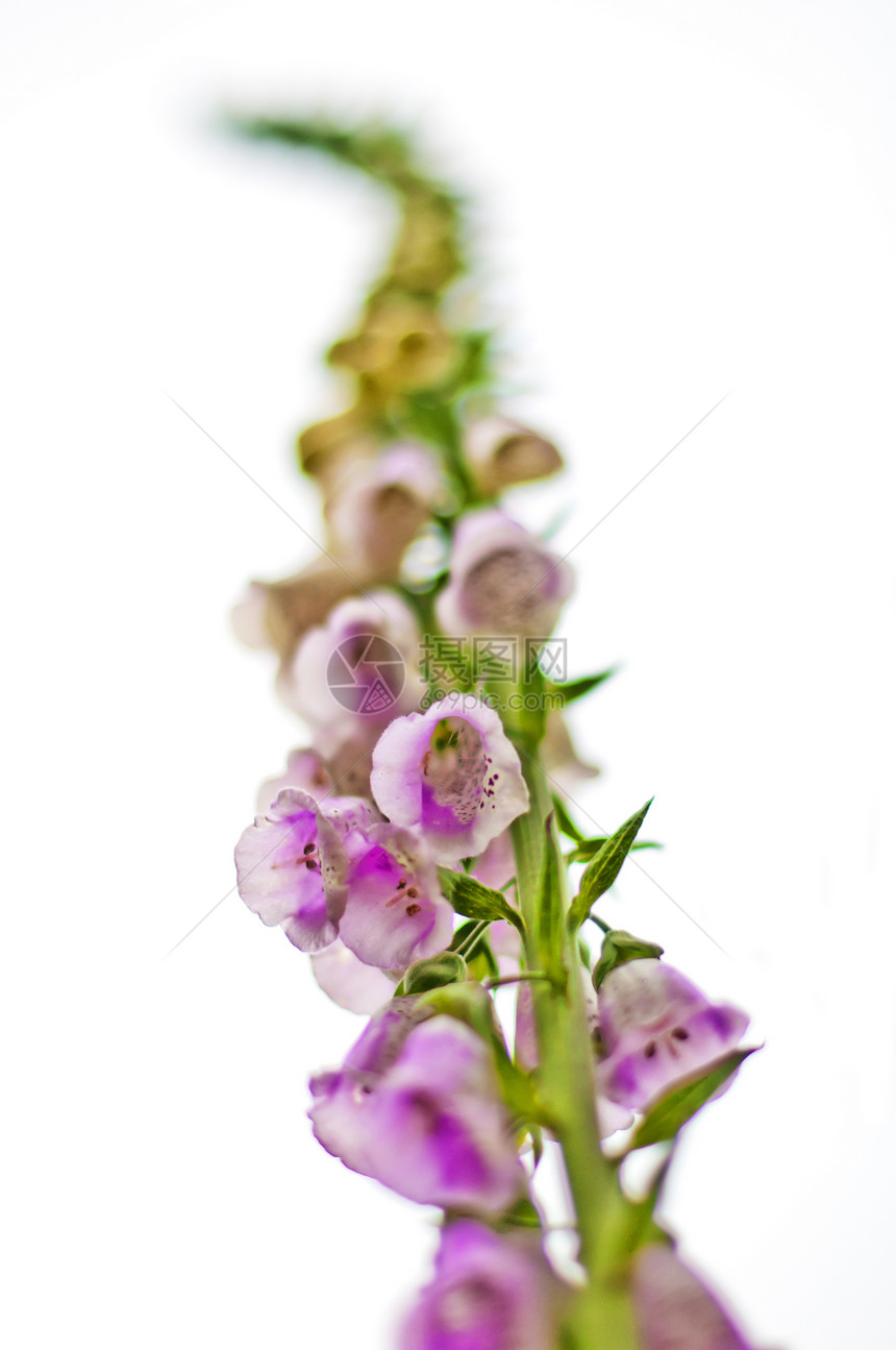 狐群女士植物药品植物群荒野背景美丽手套紫色种子图片