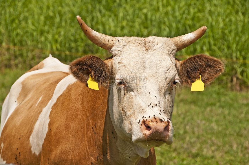 奶牛喇叭白色棕色绿色牛奶动物农业哺乳动物农场图片