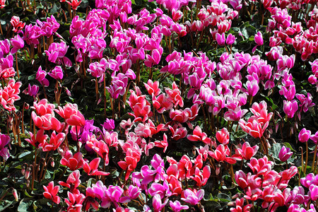 红花和粉红色圆环花作为背景红色房子生活美丽仙客绿色花朵花瓣紫色季节背景图片