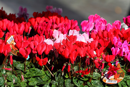 红花和粉红色圆环花作为背景花瓣红色房子花朵紫色粉色绿色生活仙客植物背景图片