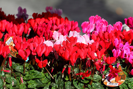 红花和粉红色圆环花作为背景房子季节紫色粉色花瓣红色生活绿色美丽仙客背景图片