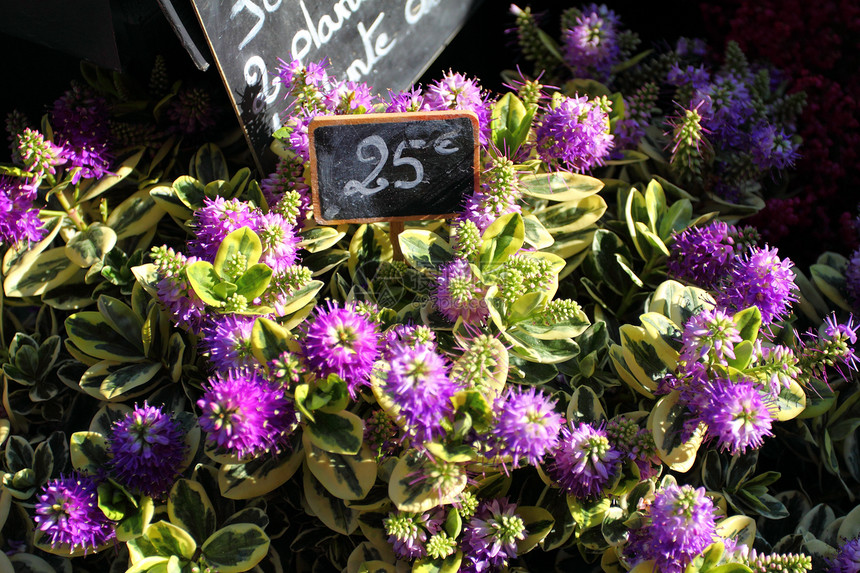 在巴黎市场销售的花卉种类繁多植物群建筑店铺花瓣花束热带蓝色郁金香季节生活图片