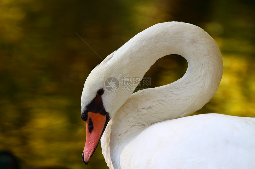 白天鹅反射脖子环境花园公园池塘男性天鹅荒野季节图片