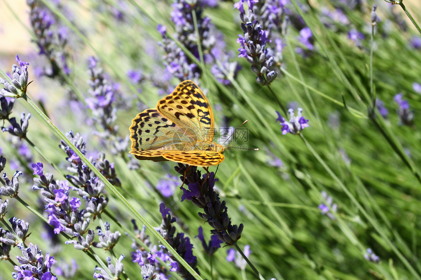 美丽的蝴蝶坐在熏衣草上薰衣草花瓣花园君主翅膀叶子季节宏观生活芳香图片