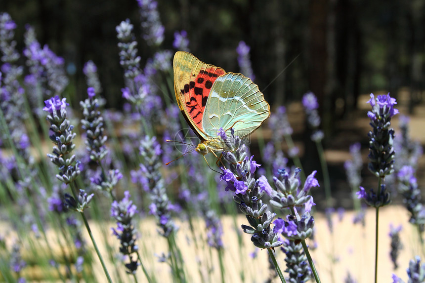美丽的蝴蝶坐在熏衣草上植物学紫色植物晴天花园君主翅膀季节芳香叶子图片