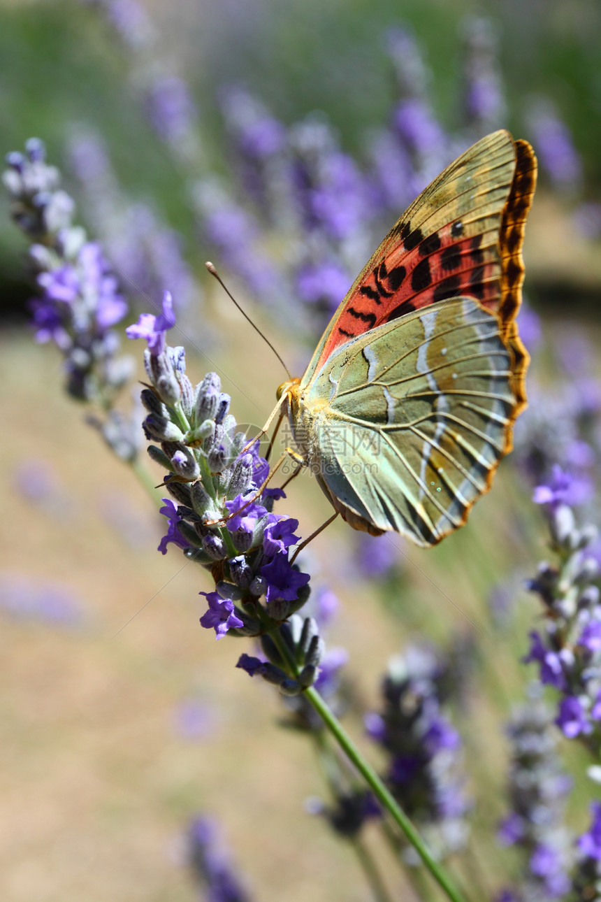 美丽的蝴蝶坐在熏衣草上生活宏观昆虫晴天芳香薰衣草翅膀紫色橙子叶子图片