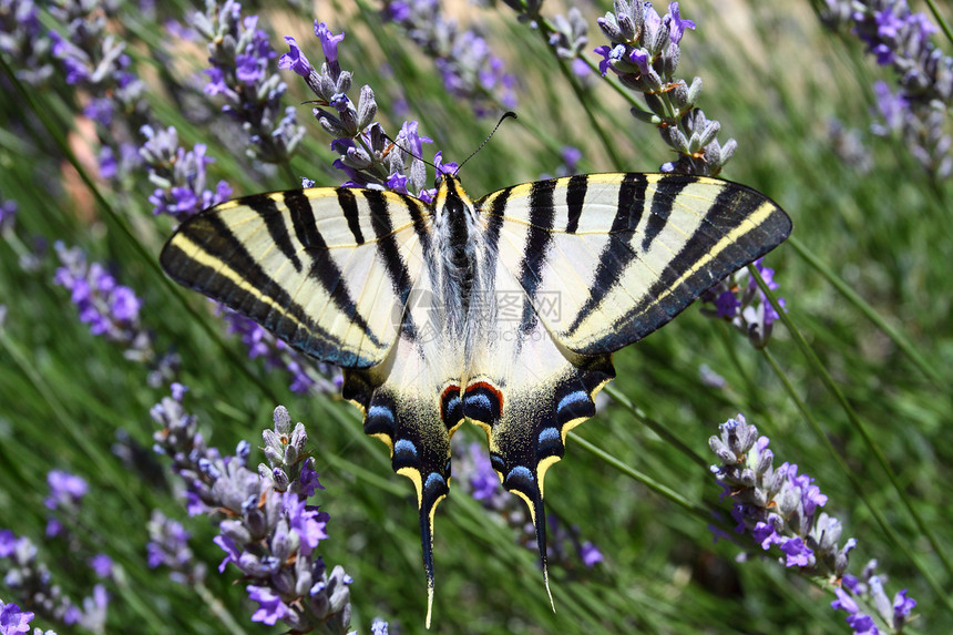 美丽的蝴蝶坐在熏衣草上晴天花园君主翅膀橙子季节薰衣草叶子昆虫芳香图片