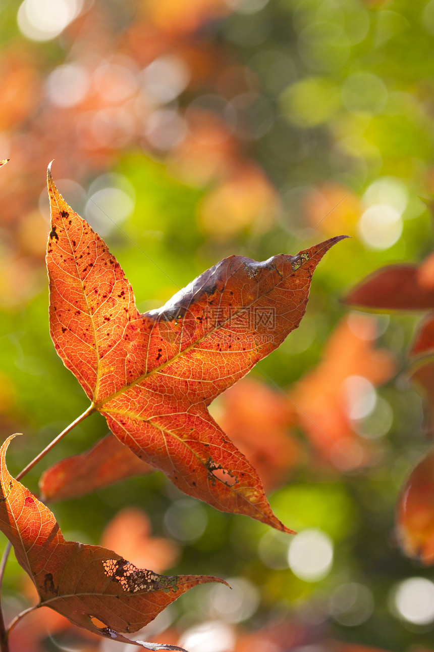 红叶背景背景金子公园树叶宏观叶子分支机构森林橙子季节植物学图片