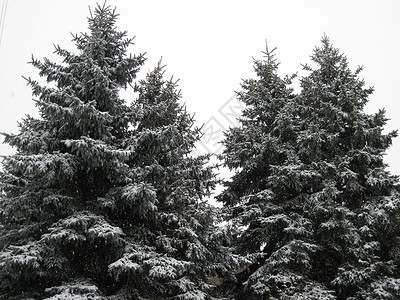 冬树雪花背景图片