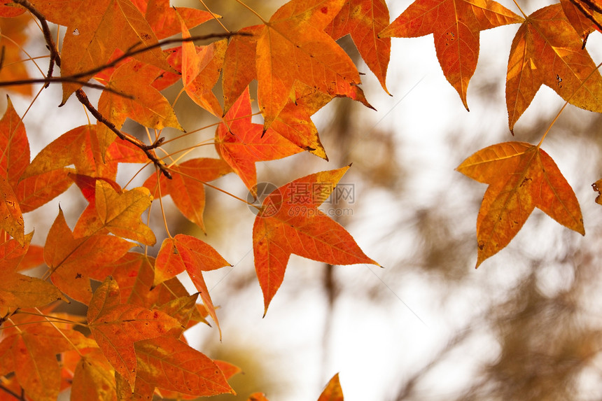 秋林红叶生长季节公园分支机构叶子森林橙子植物树叶植物学图片