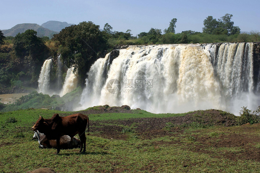 埃塞俄比亚的瀑布荒野牧场蓝色动物草地激流奶牛风景图片