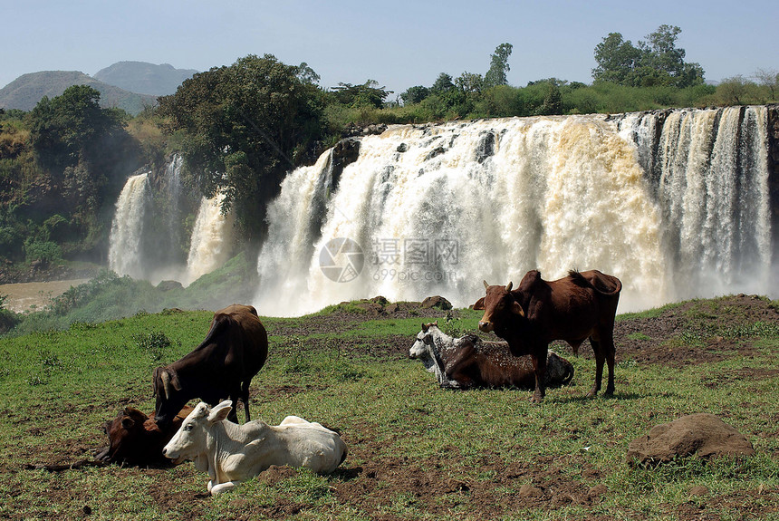 埃塞俄比亚的瀑布奶牛激流牧场蓝色草地荒野动物风景图片