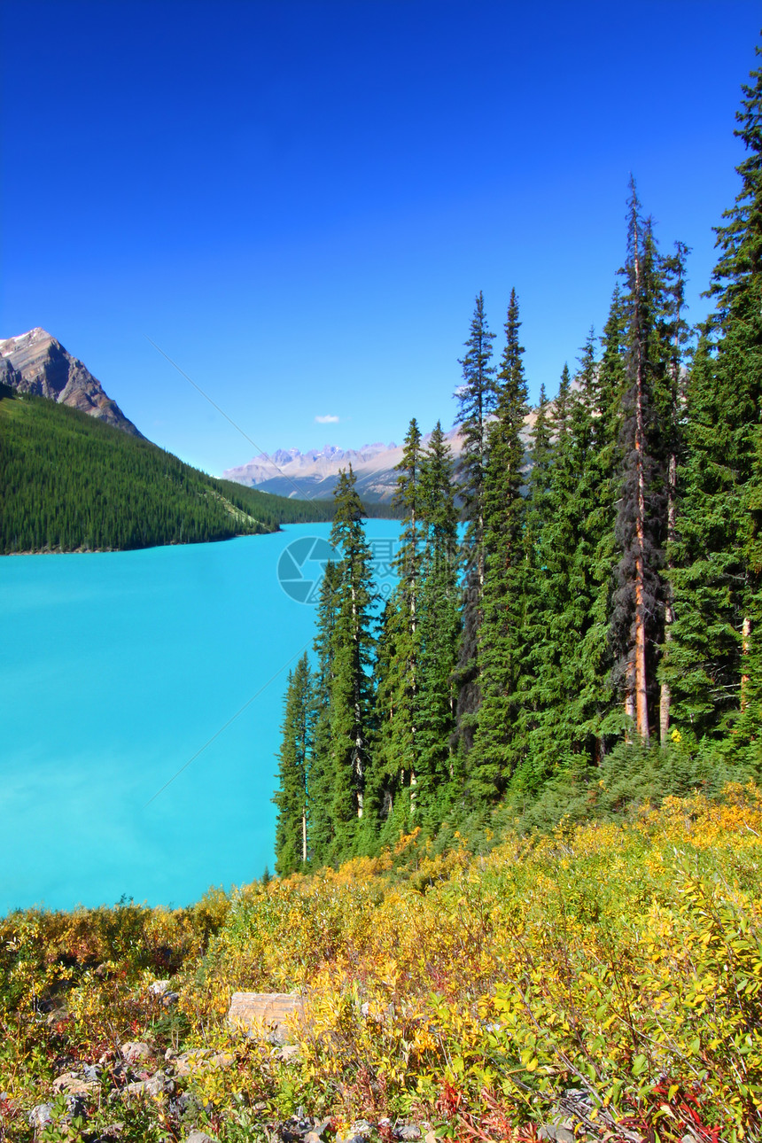 加拿大佩托湖旅行公园针叶树环境场景国家蓝色荒野绿地风景图片