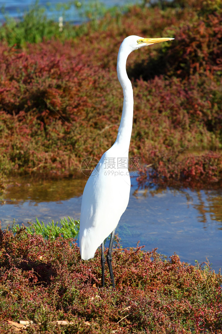 雪白金子眼睛滨鸟野生动物环境水鸟鹭鸶白色天空苍鹭图片