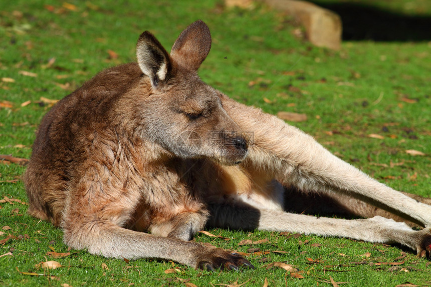 澳大利亚的袋鼠婴儿公园毛皮故事尾巴母亲小袋动物群沙漠哺乳动物图片