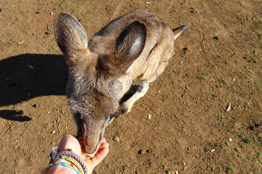 澳大利亚的袋鼠毛皮衬套小袋日落哺乳动物小袋鼠女性公园婴儿国家图片