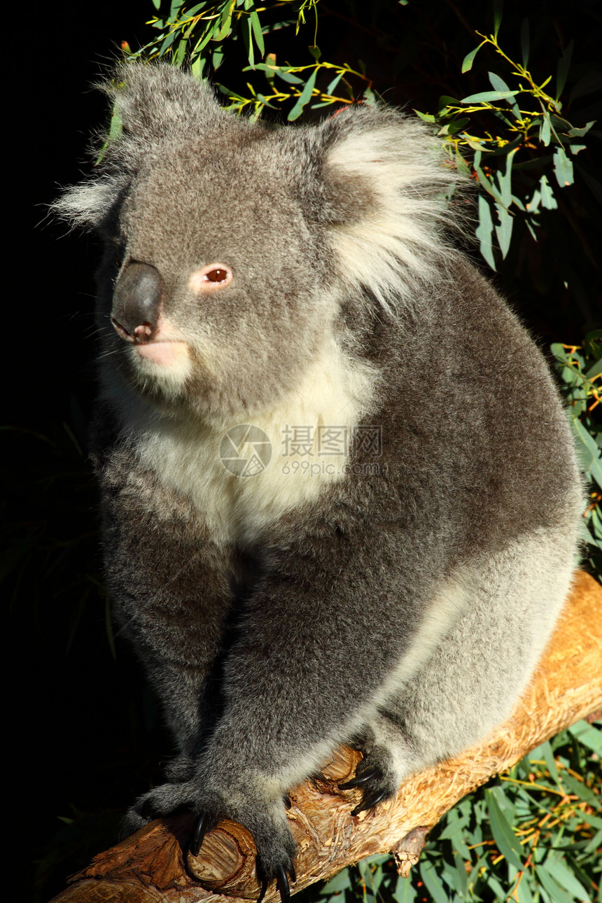 澳大利亚Koala动物松树毛皮叶子荒野濒危考拉噬菌体正方形动物园图片