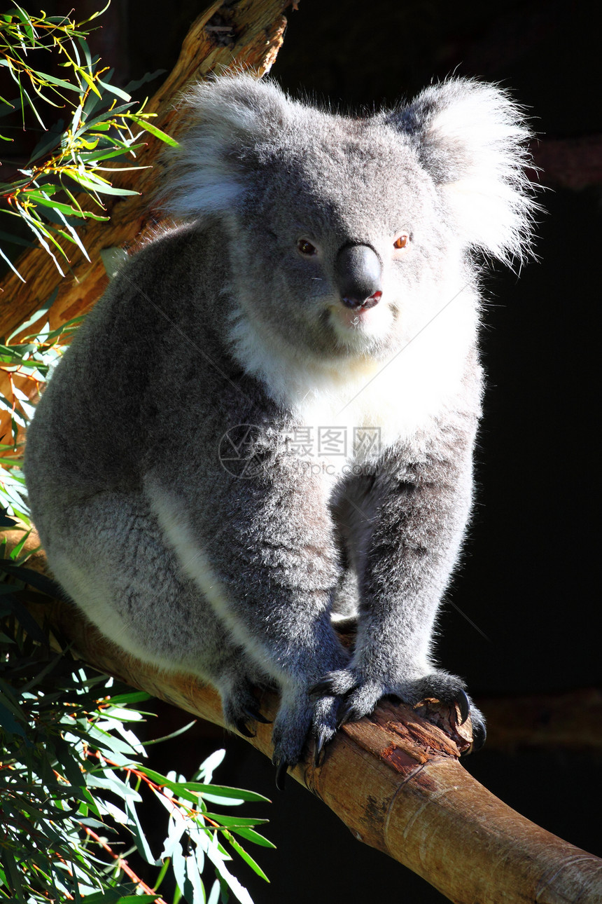 澳大利亚Koala桉树松树动物食草考拉动物园毛皮动物群噬菌体野生动物图片