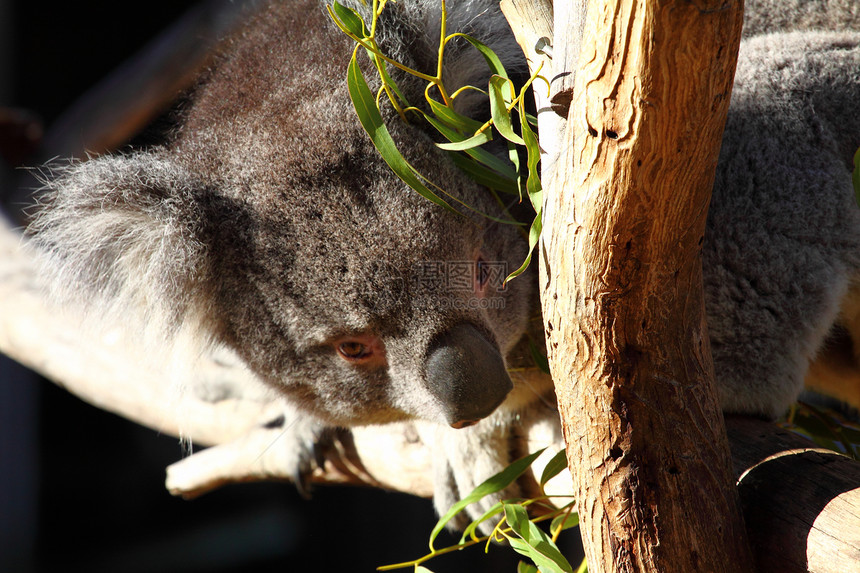 澳大利亚Koala耳朵野生动物毛皮考拉食草松树哺乳动物正方形动物园动物图片