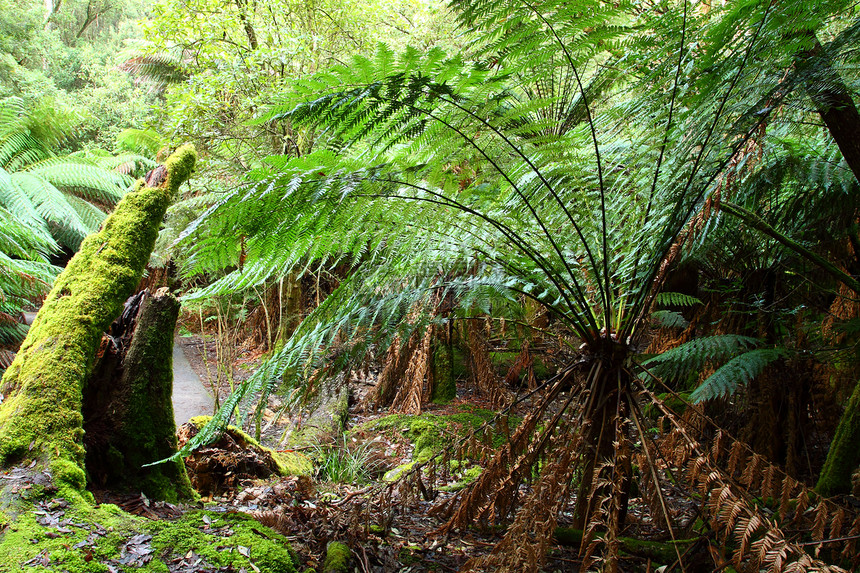 华丽的Russel瀑布在澳大利亚塔斯马尼亚州Mt Field国家公园喷洒公吨峡谷森林场地丛林薄雾溪流苔藓流动飞溅图片