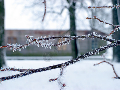 Hoarfrost 冷冻蓝色水晶花园村庄背景图片