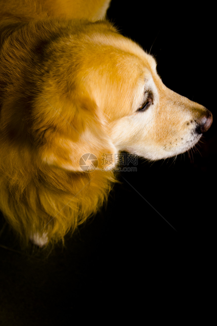 黄金寻金哺乳动物棕色血统棕褐色舌头姿势生物工作室朋友犬类图片
