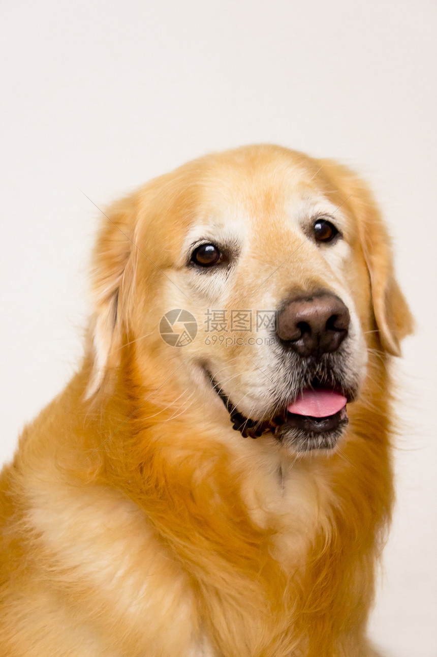 黄金寻金犬类生物毛皮血统舌头哺乳动物动物棕色猎犬工作室图片