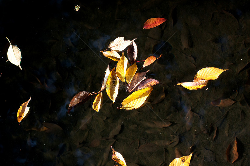 秋叶在水中灰色晴天中心阳光草地树叶棕色水平黄色阴影图片