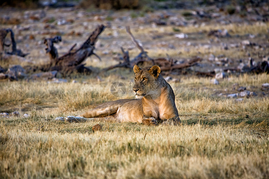 非洲纳米比亚国家公园公园母狮国家狮子野生动物动物脖子图片