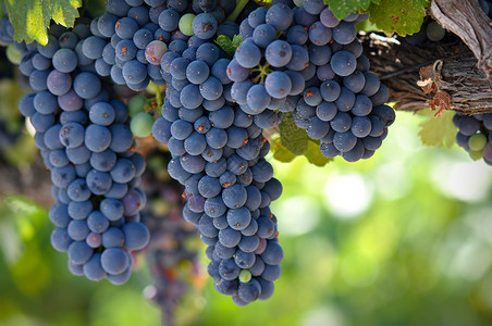 葡萄熟了葡萄树上的红酒葡萄藤蔓食物假期奢华旅行场地生长木头酒精树木背景