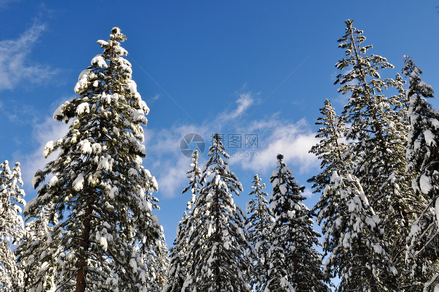 雪覆盖的树和蓝天空场景天气天空白色云杉季节分支机构阳光冻结松树图片