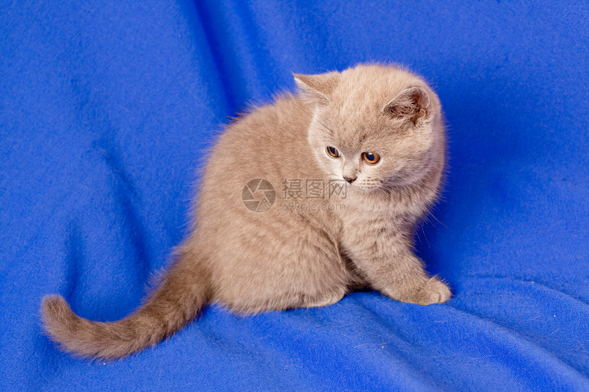 英国小猫白色蓝色姿势猫科食肉纺织品阴影宠物毛皮动物图片