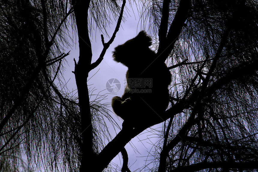 狂野的Koala轮椅图片