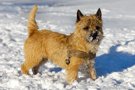 雪中的狗白色生物宠物伴侣猎犬棕色犬类小狗高清图片