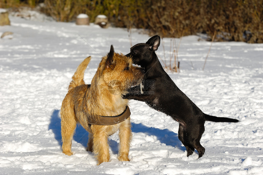 两只狗在玩朋友钳子宠物伴侣猎犬哺乳动物忠诚耳语犬类动物图片