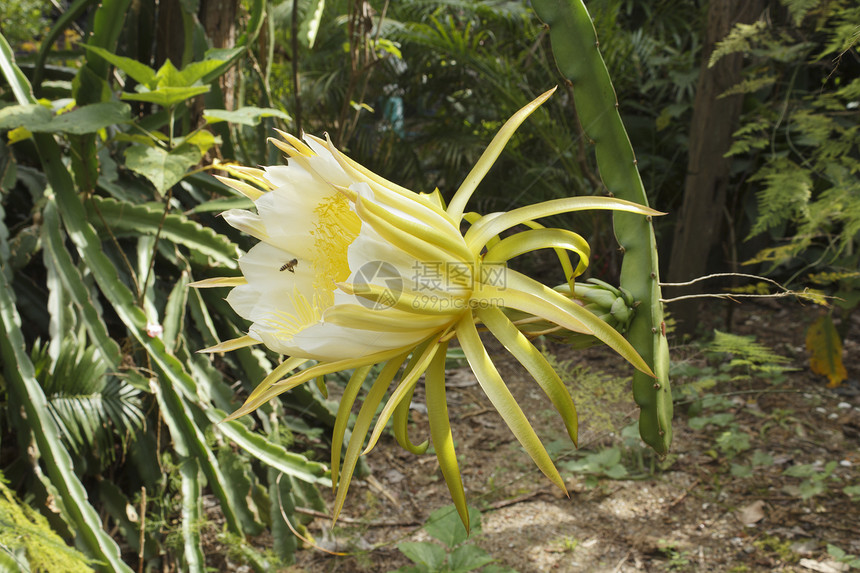 龙果花白色植物学黄色蜜蜂植物飞行花瓣水果图片